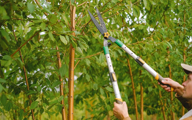 Tree trimming in Onalaska, WA